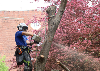 Arboriculture