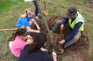 UK Arboriculture team help students plant trees on campus.