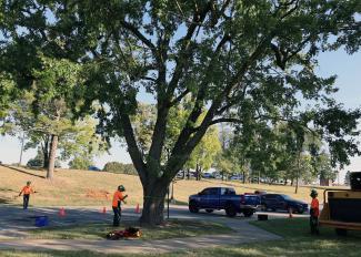 Three people from the UK Arboriculture team prepping the area around a tree