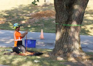 Arborist kneeling on ground prepping equipment to climb a tree