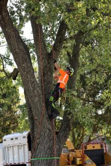 An arborist climbing a tree to do tree care