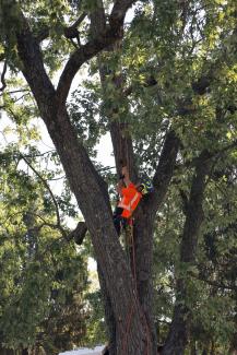 UK arborist pruning a silver maple tree 