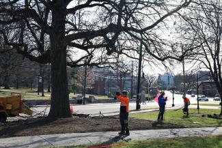 Arboriculture team members pruning trees on campus